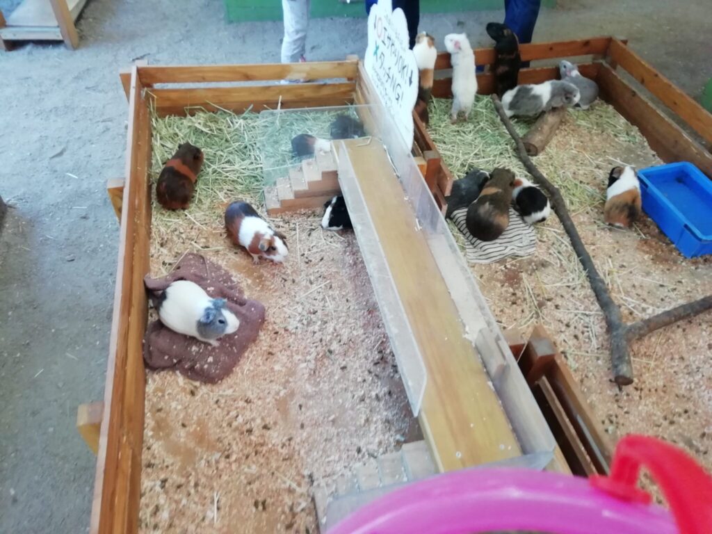 大山トム・ソーヤ牧場