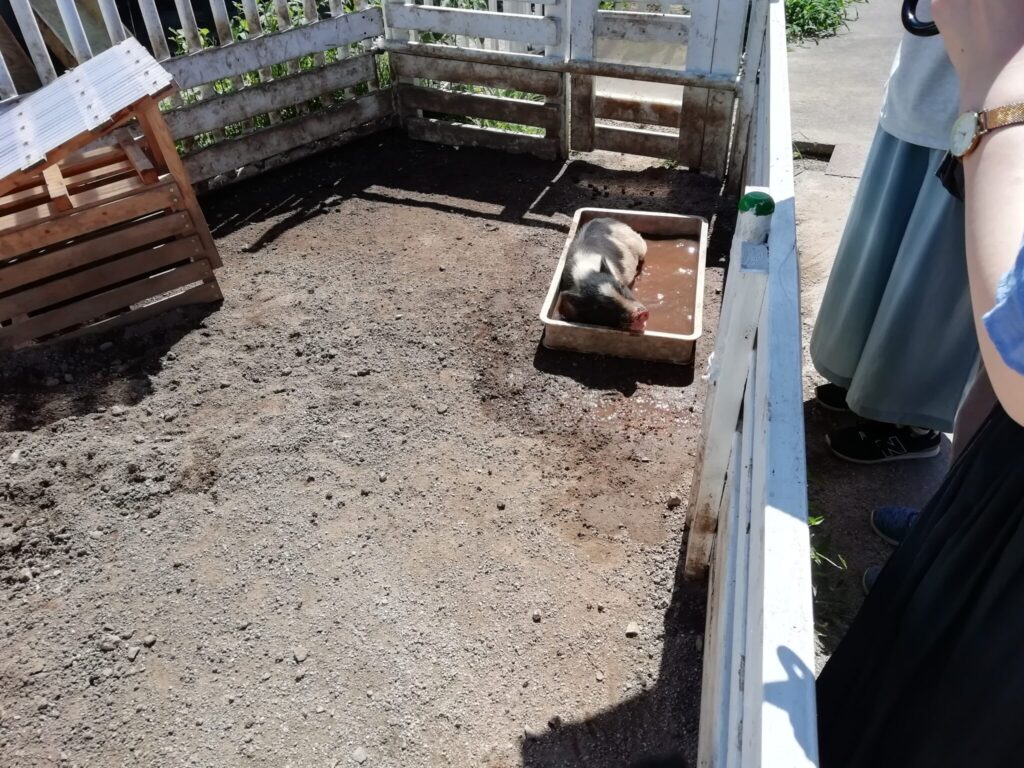 大山トム・ソーヤ牧場