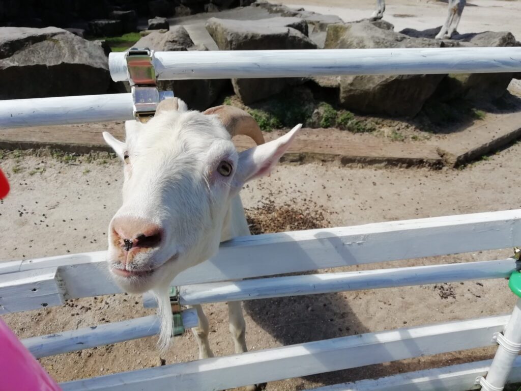 大山トム・ソーヤ牧場