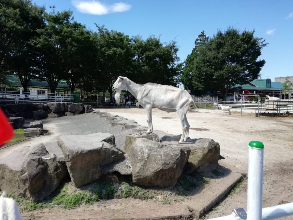 大山トム・ソーヤ牧場