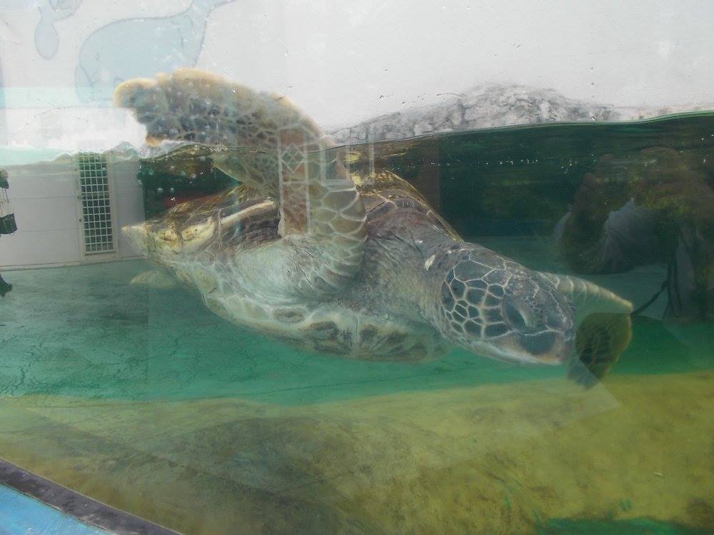 讃岐うどんと新屋島水族館