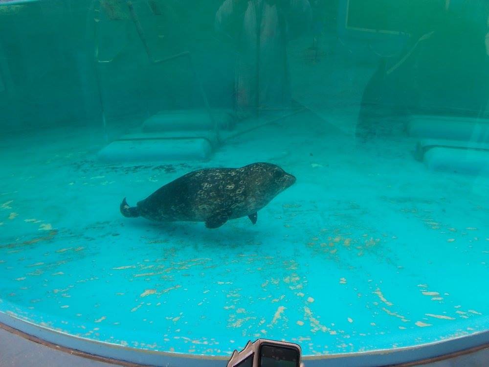 讃岐うどんと新屋島水族館