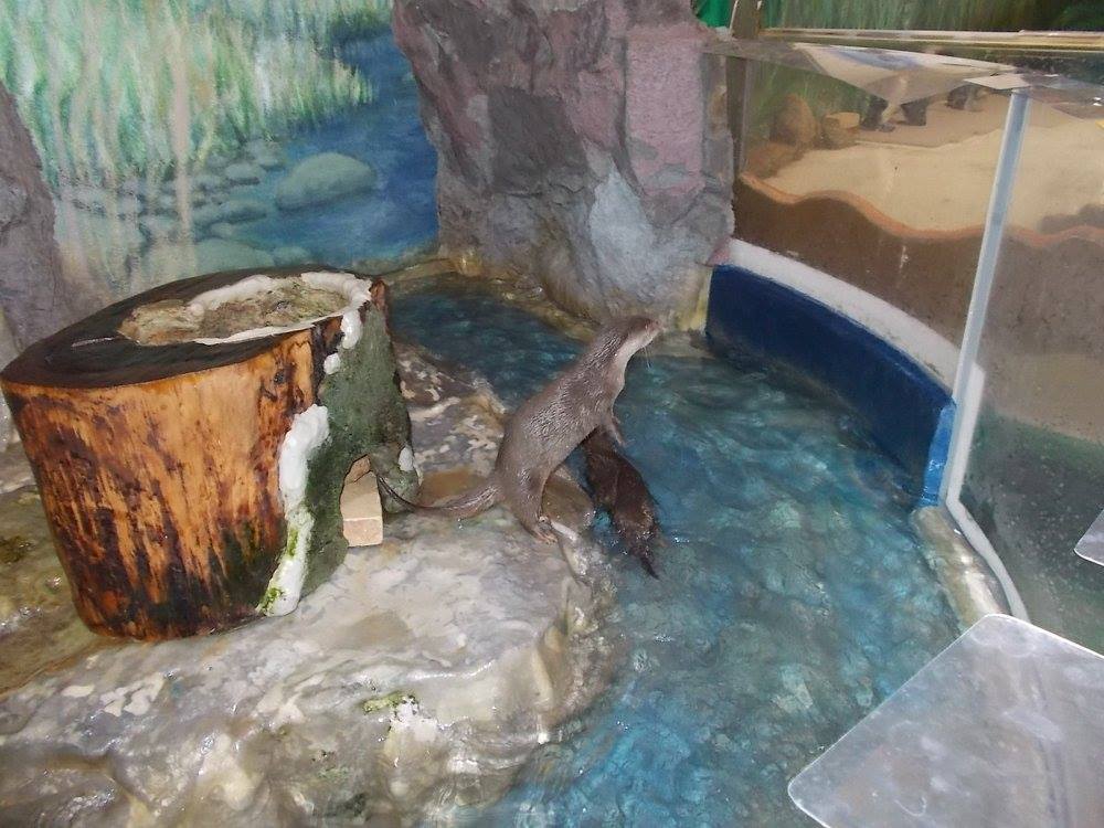 讃岐うどんと新屋島水族館