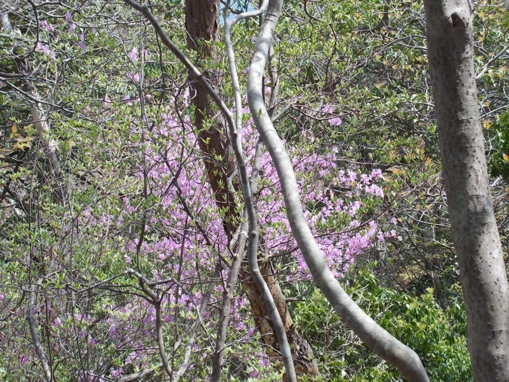 10：47　ところどころ咲いているツツジ。