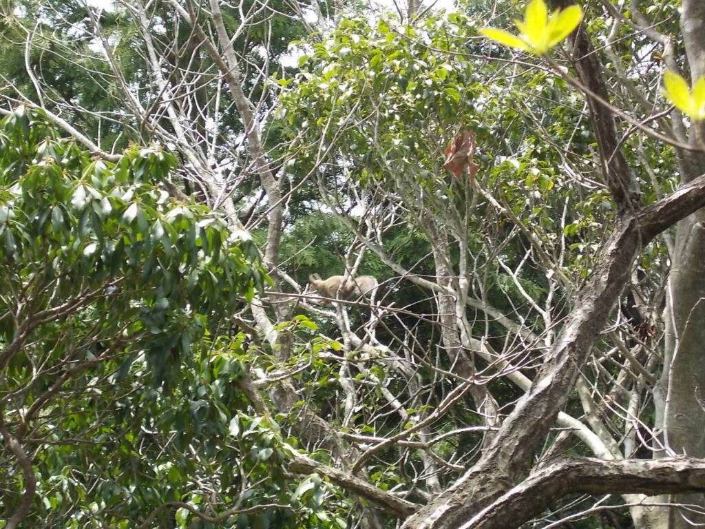 11：37　山頂直下の岩場を下りようとしたら何やら動くものが。イタチかと思ったら木に登ってくれたのでよく見えました。リスのようです。
