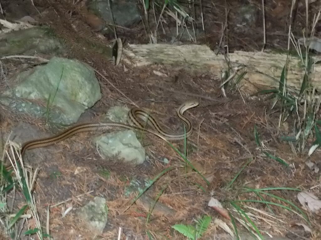 12：25　林道に出て、すぐ横にいた蛇。シマヘビのようです。