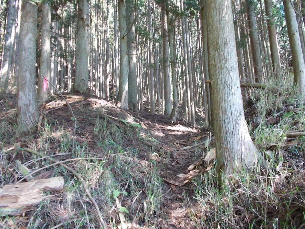 10：13　人工林の登山道の様子。