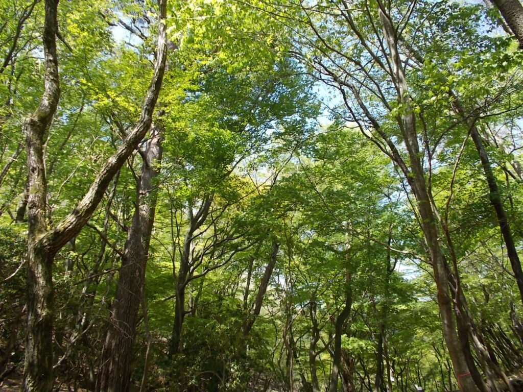 10：32　モミジ谷についたようです。