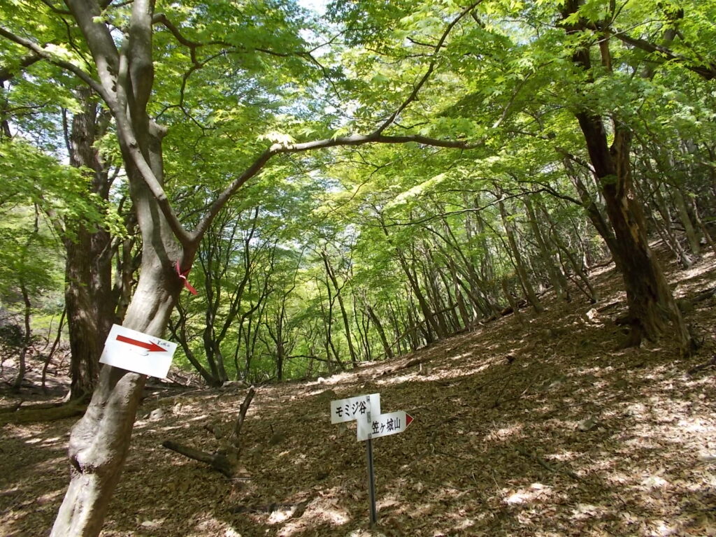 10：45　ふたたびモミジ谷です。