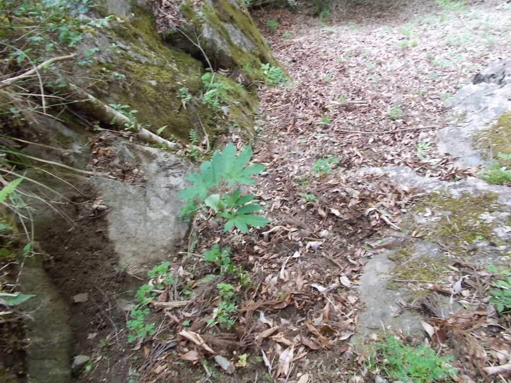 10：15　滝の横の斜面に映えていたテンナンショウ（？）けっこうこの山に多いです。