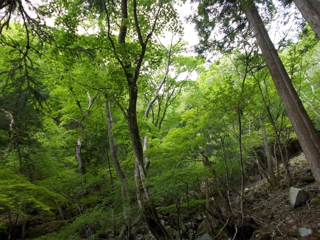10：24　少し登ったところにある自然林の新緑。癒されますね。