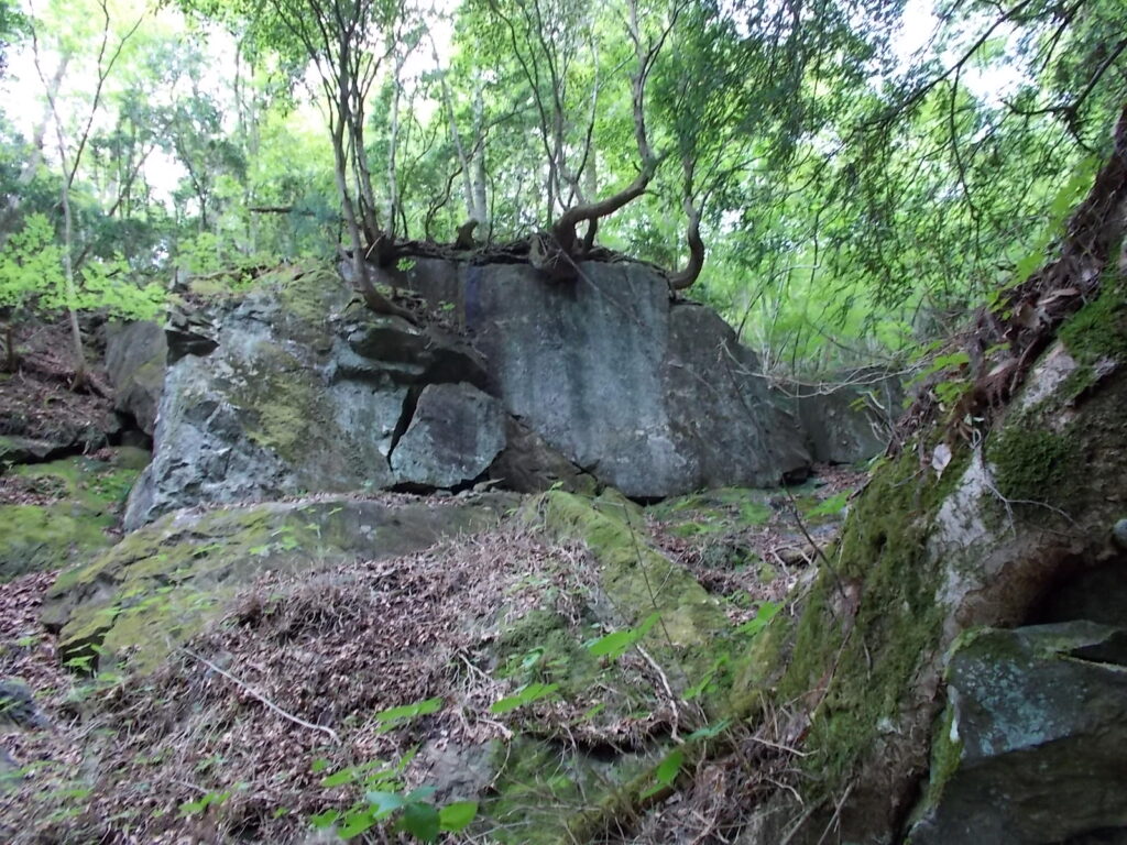 10：28　岩から生えている木？