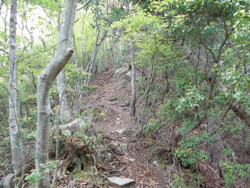 10：47　尾根道の様子。