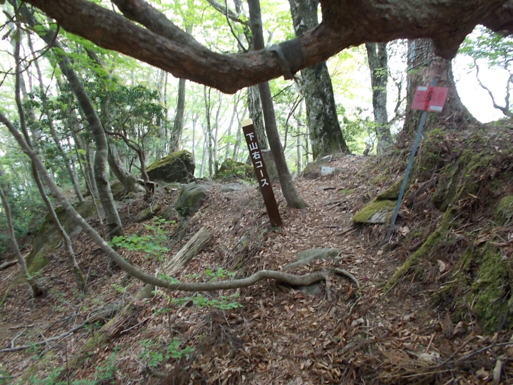 11：37　ここから右コース(登りだと左コース)で下山します。