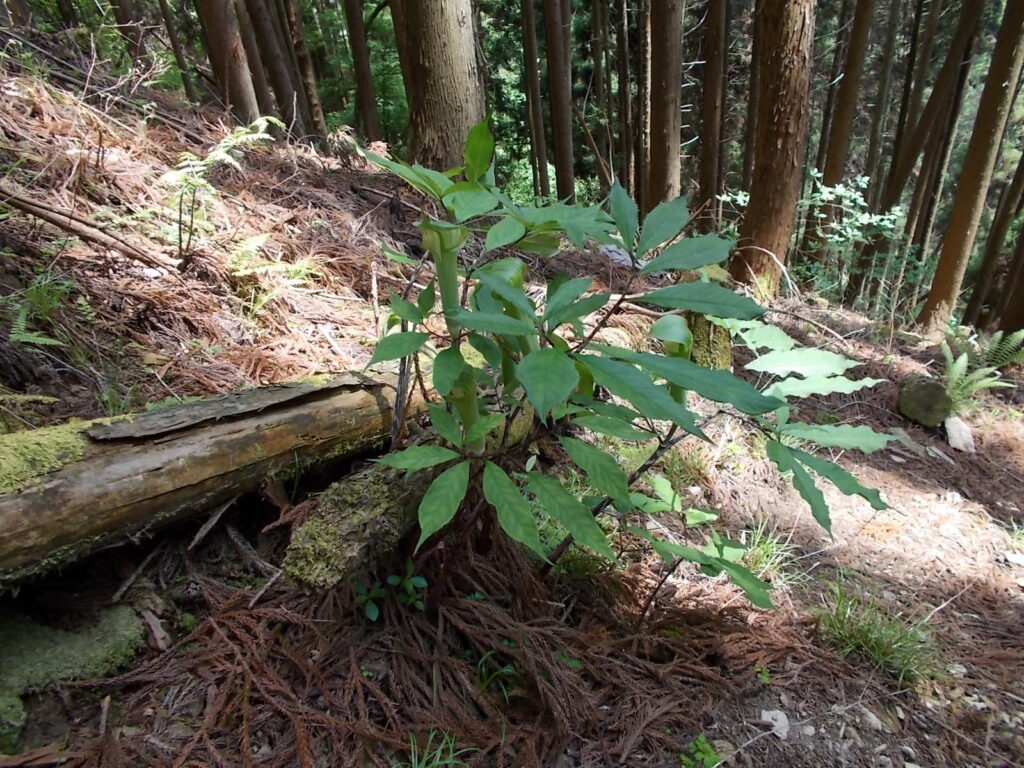 11：50　下山途中にけっこう生えているテンナンショウ？