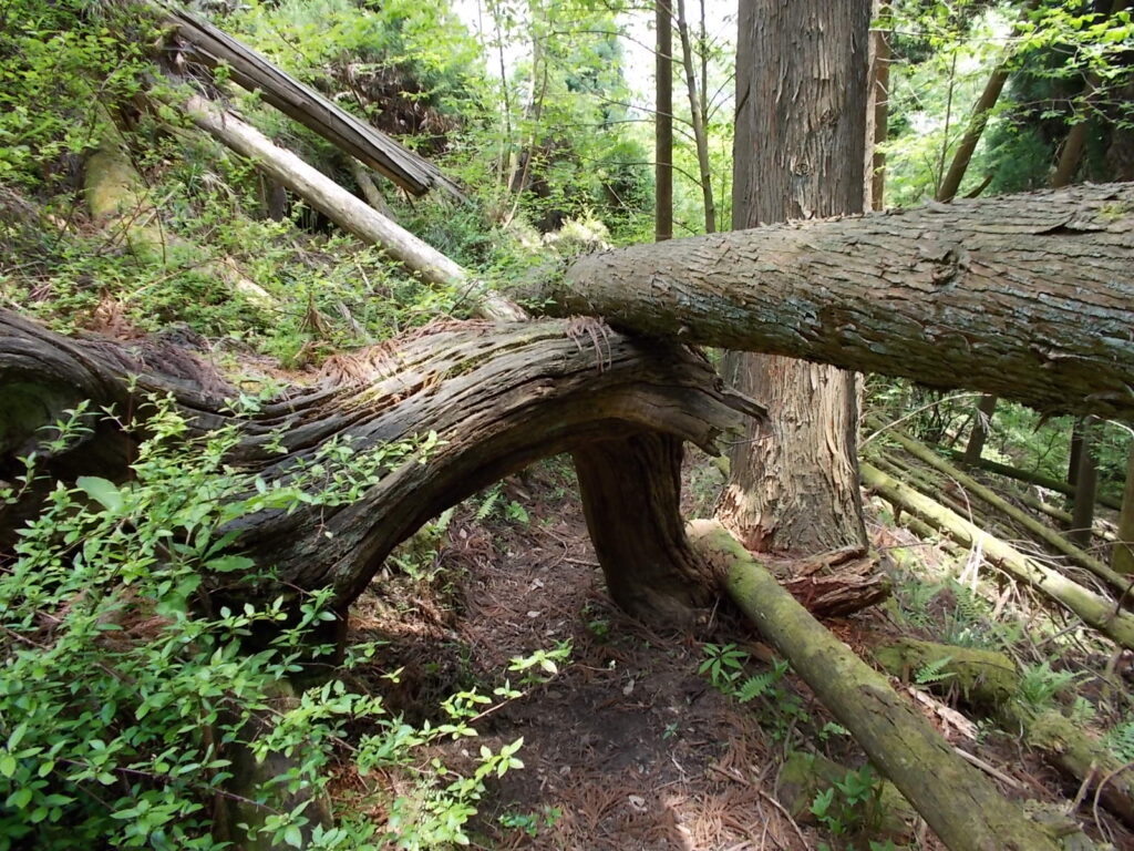 11：56　トンネルのようになった倒木
