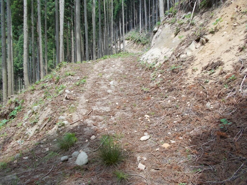 10：20　林道歩きは、日当たり良好で暑いです。