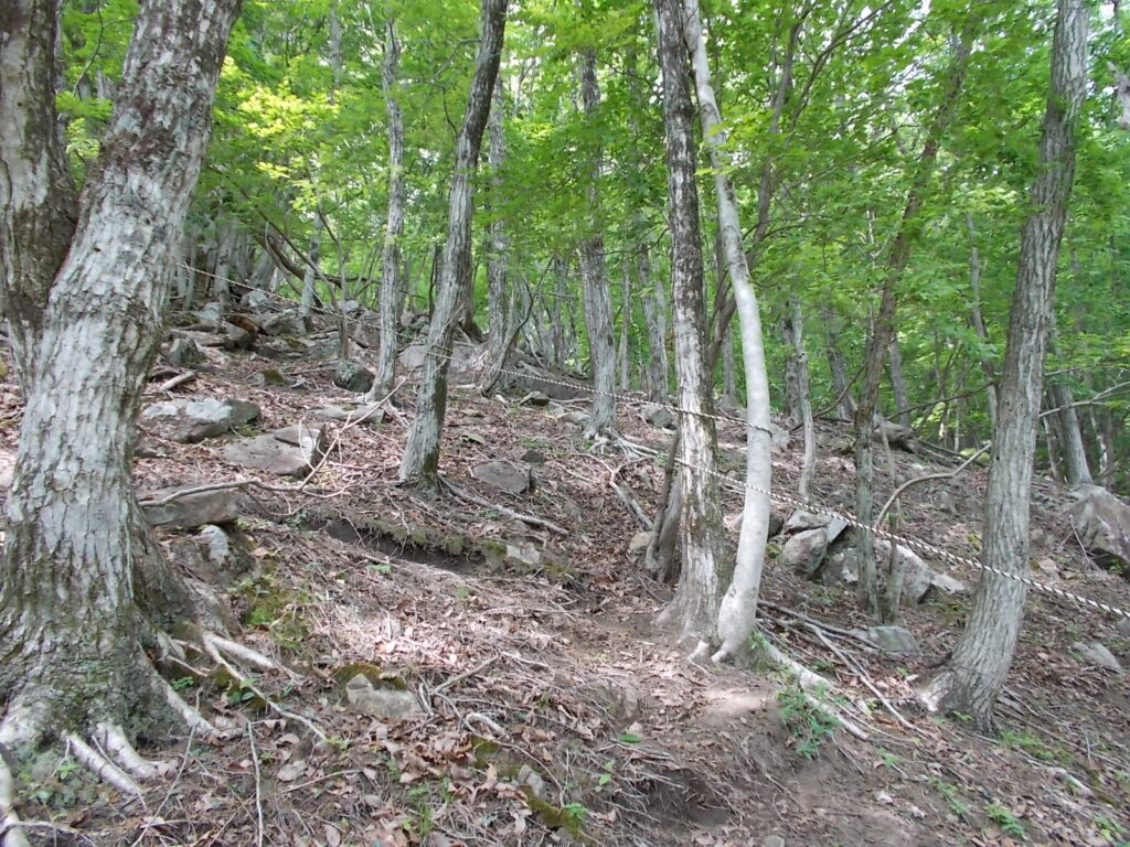 10：34　少し戻って、大甲山へ。ここからかなり急な登りになるロープ場。ロープのおかげでルートが良く分かっていいですね。