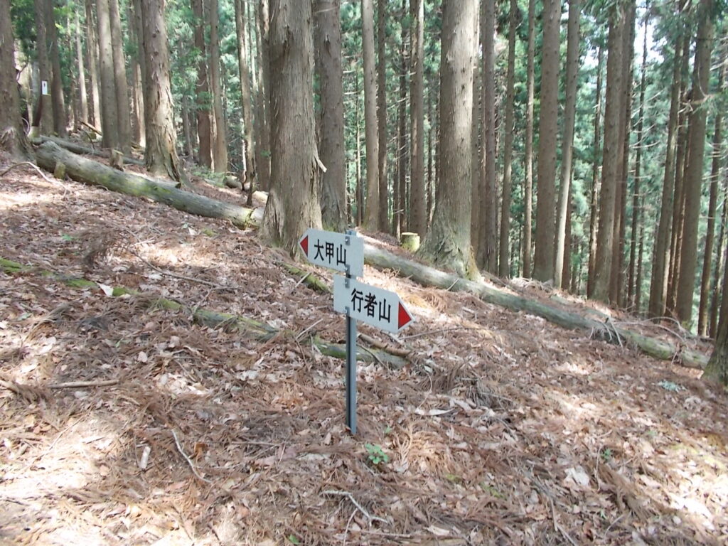 10：44　人工林の中をひたすら登ります。