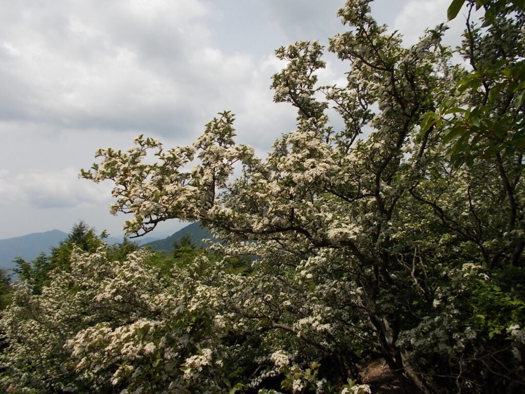 11：20　山頂に咲いていた白い花。なんの花でしょう。左に見えるのは、日名倉山のようです。
