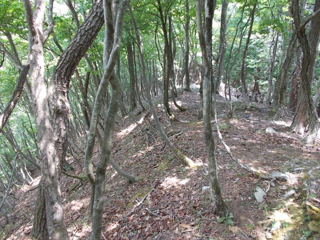 11：22　すぐに大甲山へ引き返します。これは稜線の様子です。けっこう歩きやすいです。道を間違うことはまずないでしょう。