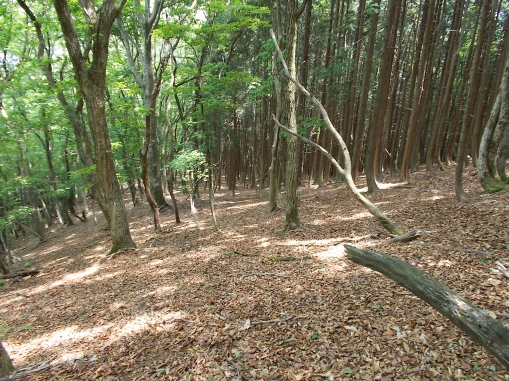 12：00　最初はなだらかな斜面をおりていきます。なかなか快適です。ただ、登りに比べて案内板が少ないので、ルートファインディングには注意。といってもどこをあるいてもたぶん行き着く先は一緒です。