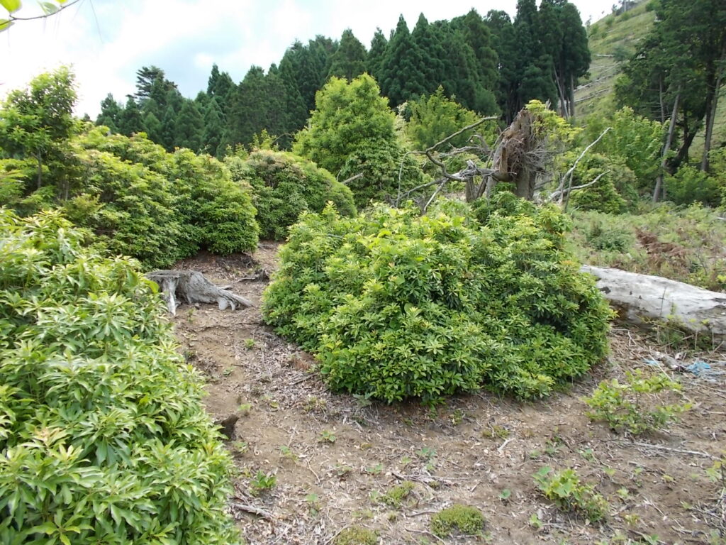 10:10 急斜面をのぼったところの広場。写真奥のさらに急な斜面を登ります。