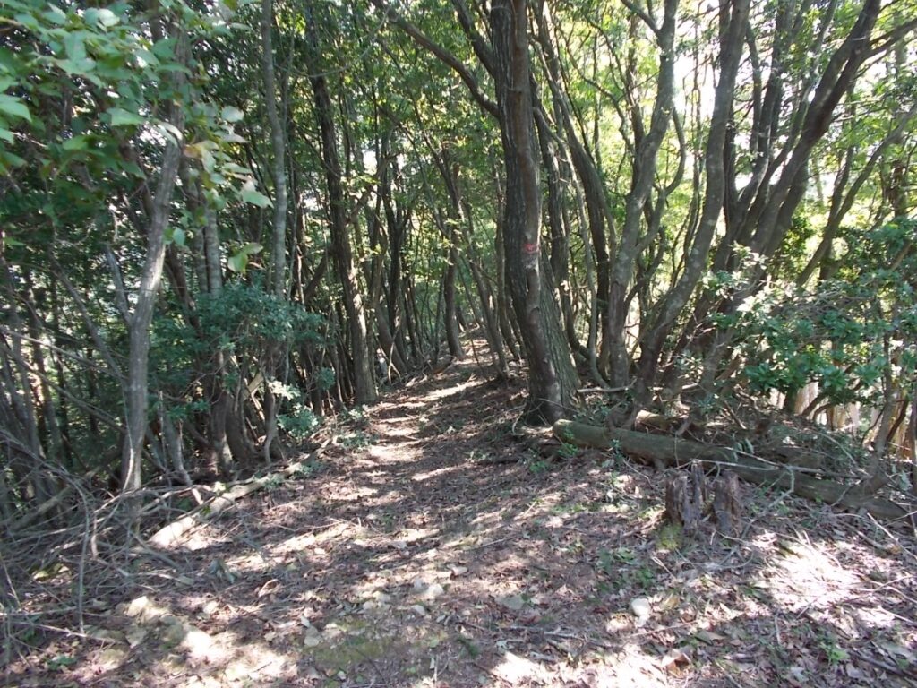 10：56　電波塔の横を抜けると登山道に入ります。電波塔の右側に林道が続いています。こちらを進んで途中から登山道に合流できますので、お好きな方へお進み下さい。