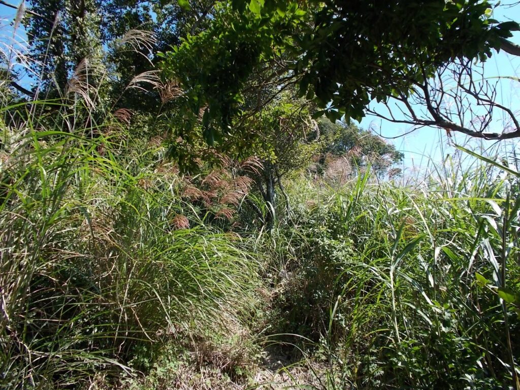 11：25　ススキが多くなってきました。このあたりは緩やかな登りです。