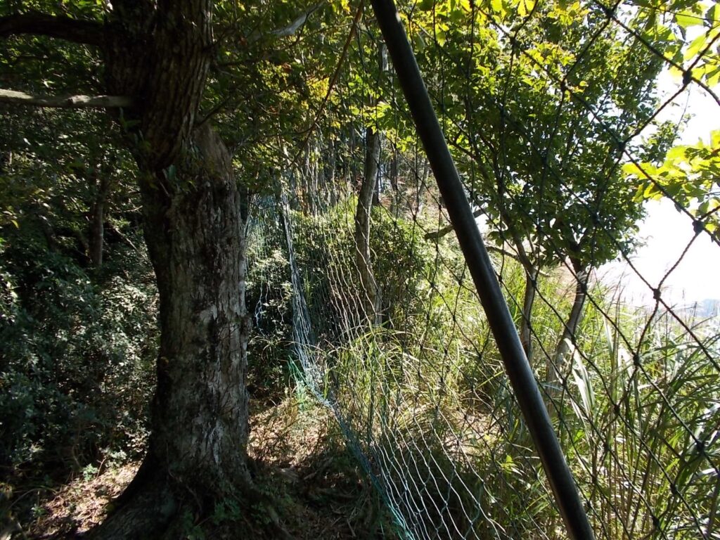 11：27　右側にネットが張られてます。山頂まで続きます。右側の斜面はススキがいっぱいです。