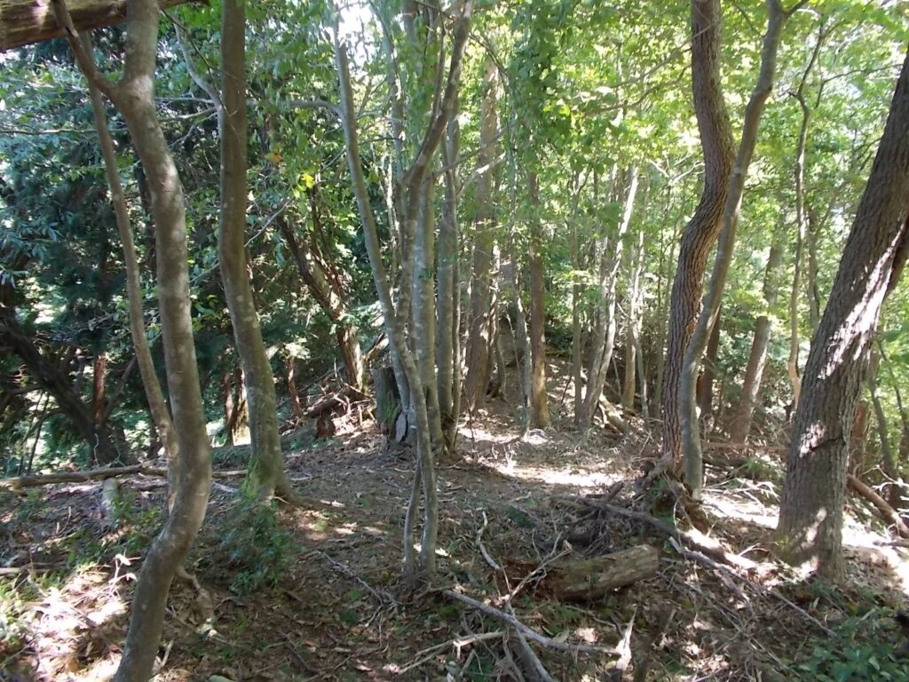 11：45　草木坂コースの登山道の様子