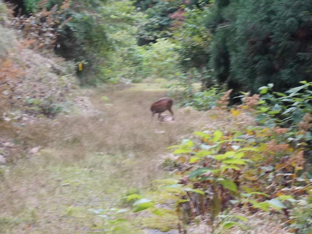 10：59　展望地から左へ入った林道を進むと、途中で鹿に出会いました。写真を撮ってすぐに引き返しました。