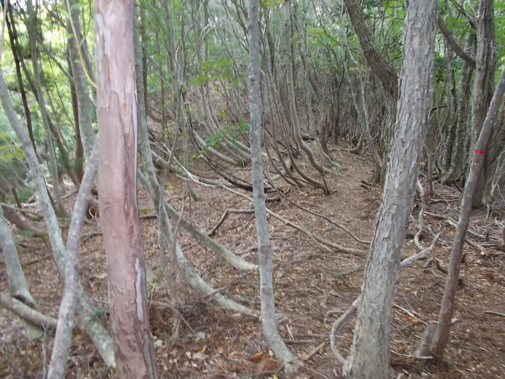 11：11　登り切ると緩やかな尾根筋になります。雪のため曲がってしまった木がたくさんあります。