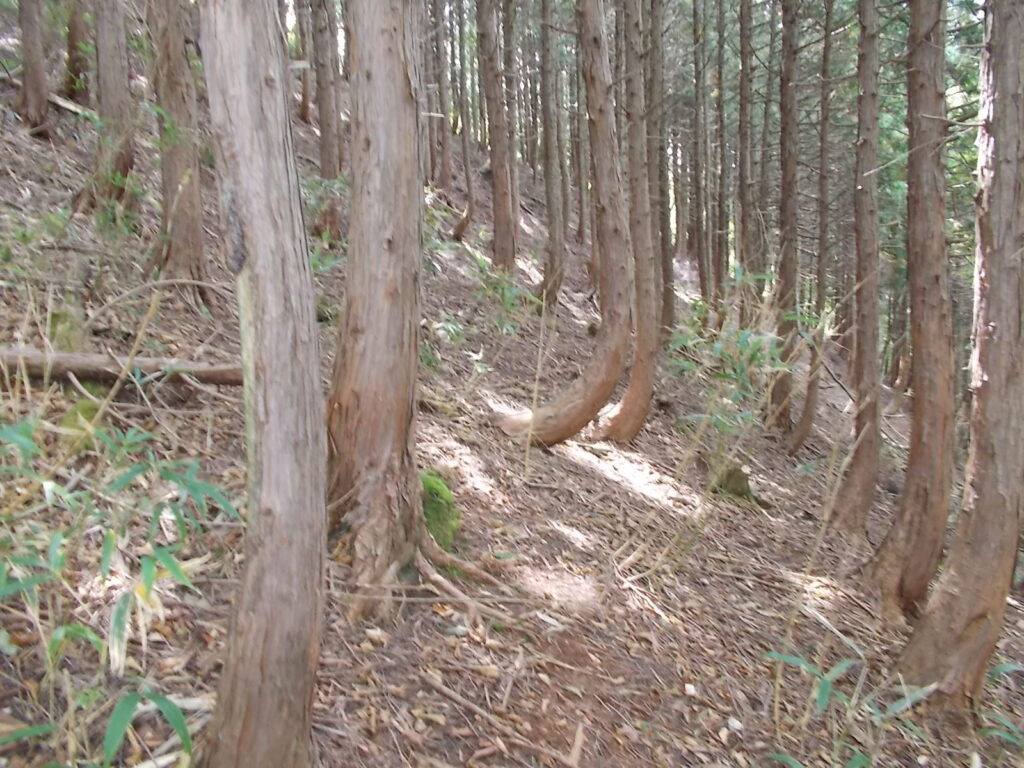 11：29　これくらいの急斜面です。中央の木はひどく曲がってますね。