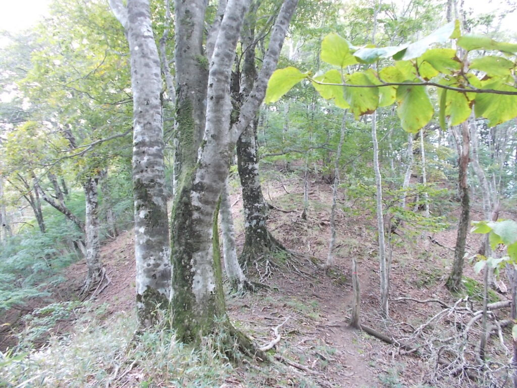11：34　このあたりから太い木が多くなってきます。