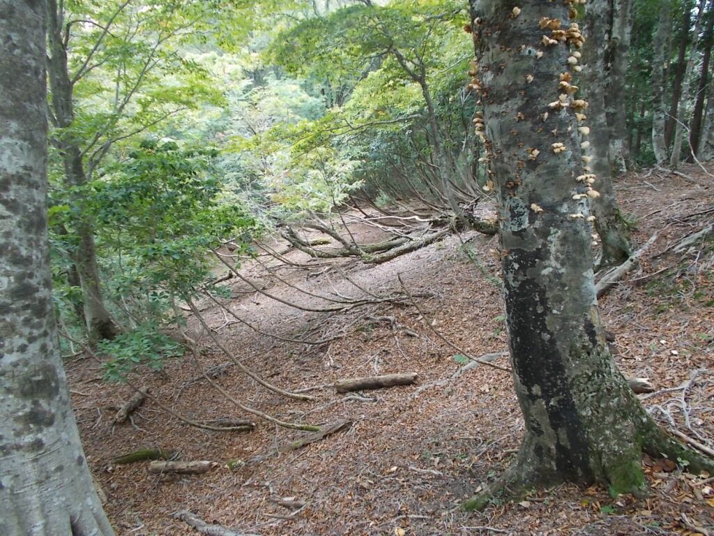 11：38　細い木は相当曲がっています。しかしよく折れないものですねえ。