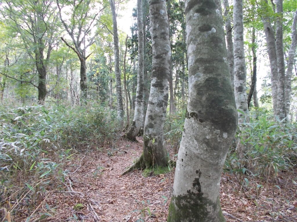 11：39　太い木と笹が多くなってきました。