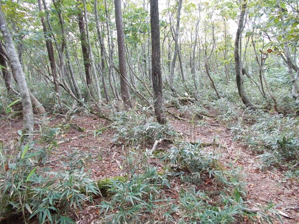 11：41　間もなく山頂です。