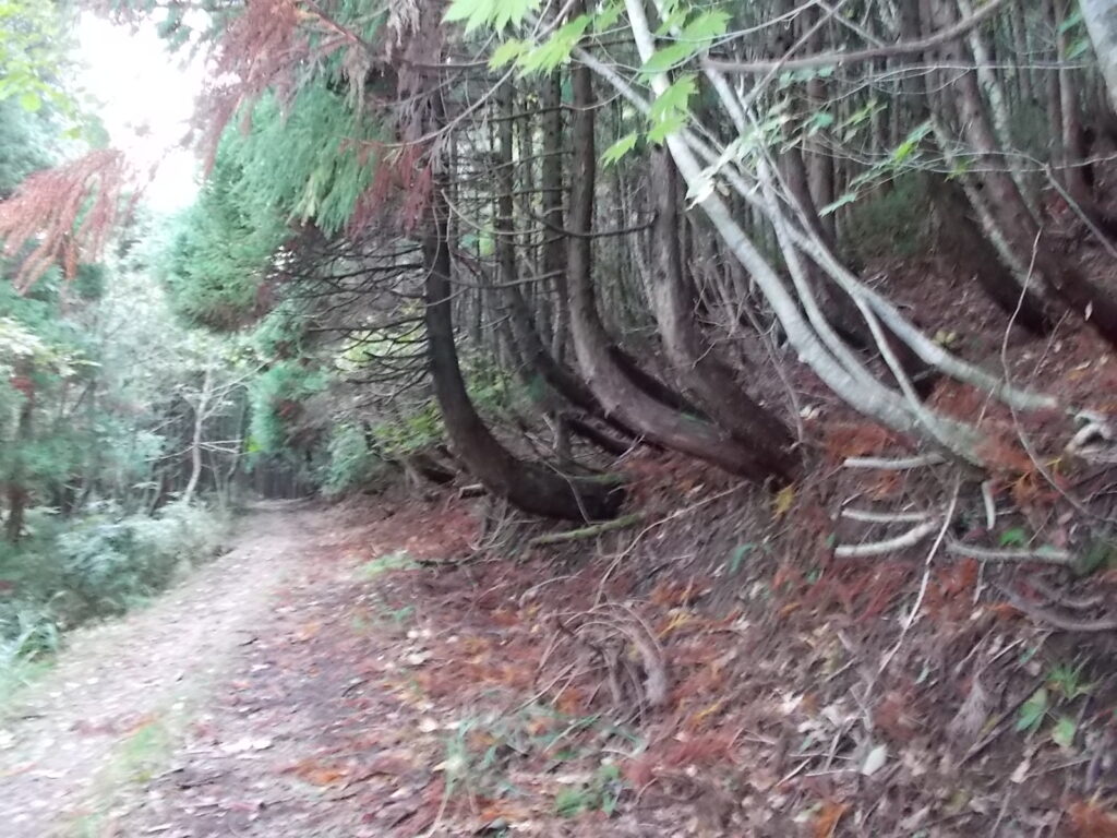 11：07　途中に見えた大きく曲がってしまったスギの木。かなりの雪なんでしょうね。