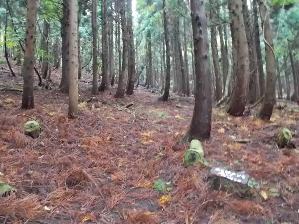 11：11　登り始めは人工林で面白くありません。