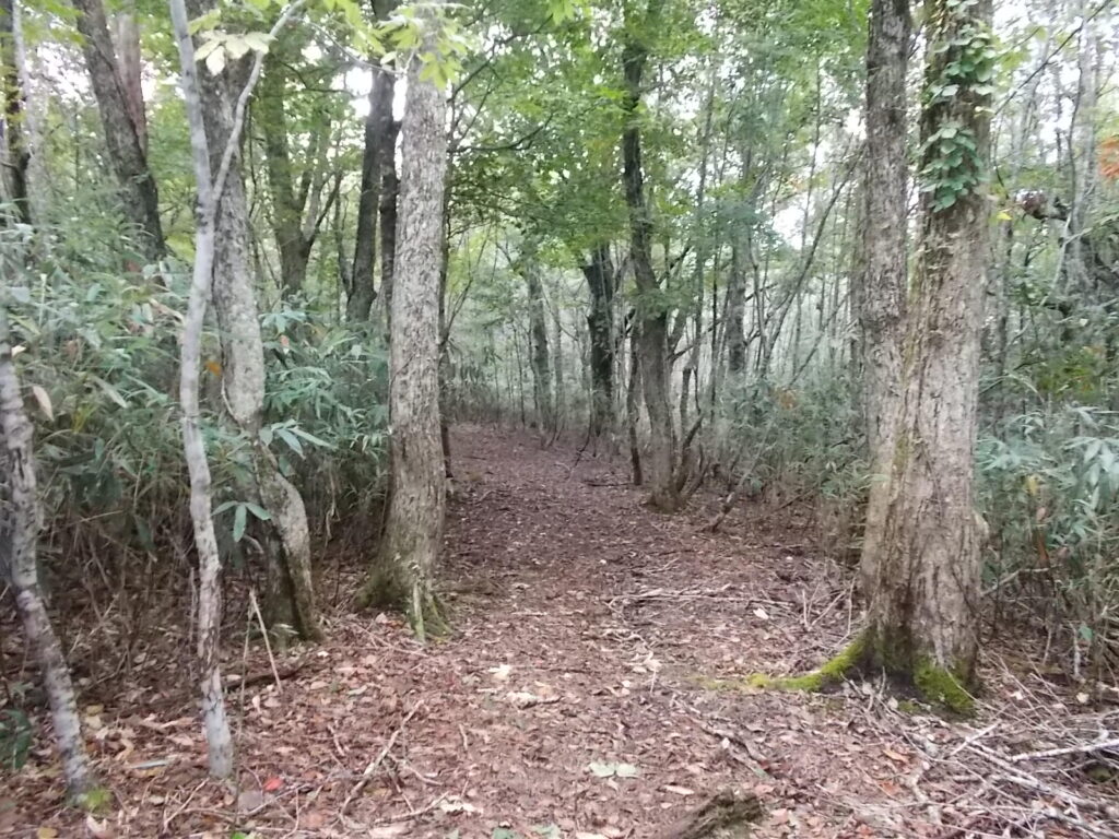 11：17　しばらく歩くと、ブナ林に変わります。