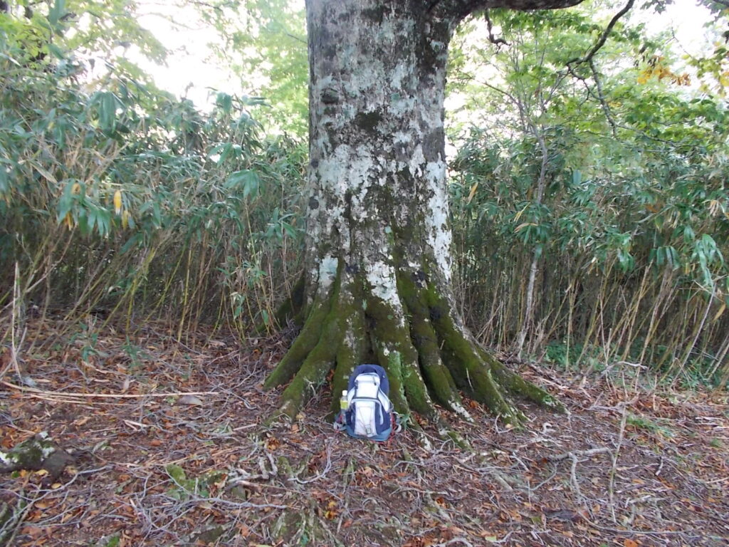 11：26　大きなブナの木です。
