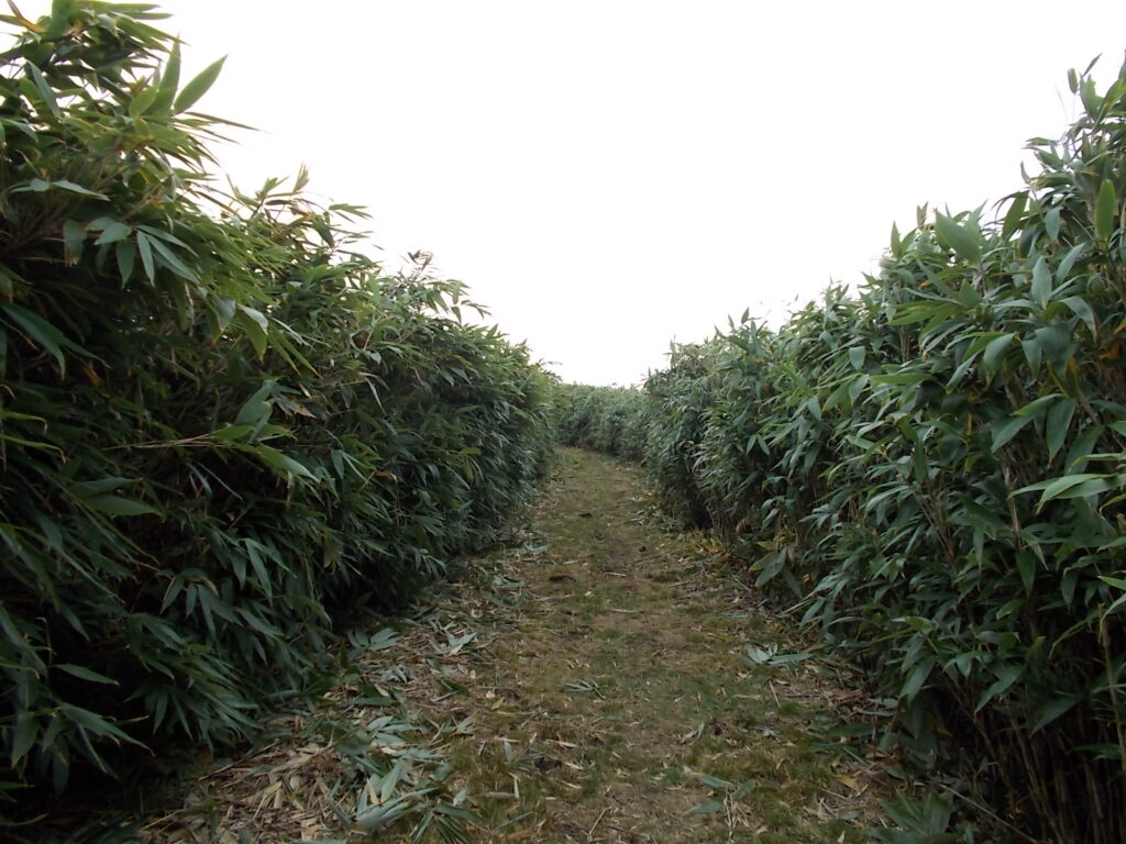 11：51　ここからはさらに緩やかで歩きやす久なります。が、周りはサッパリ見えません。