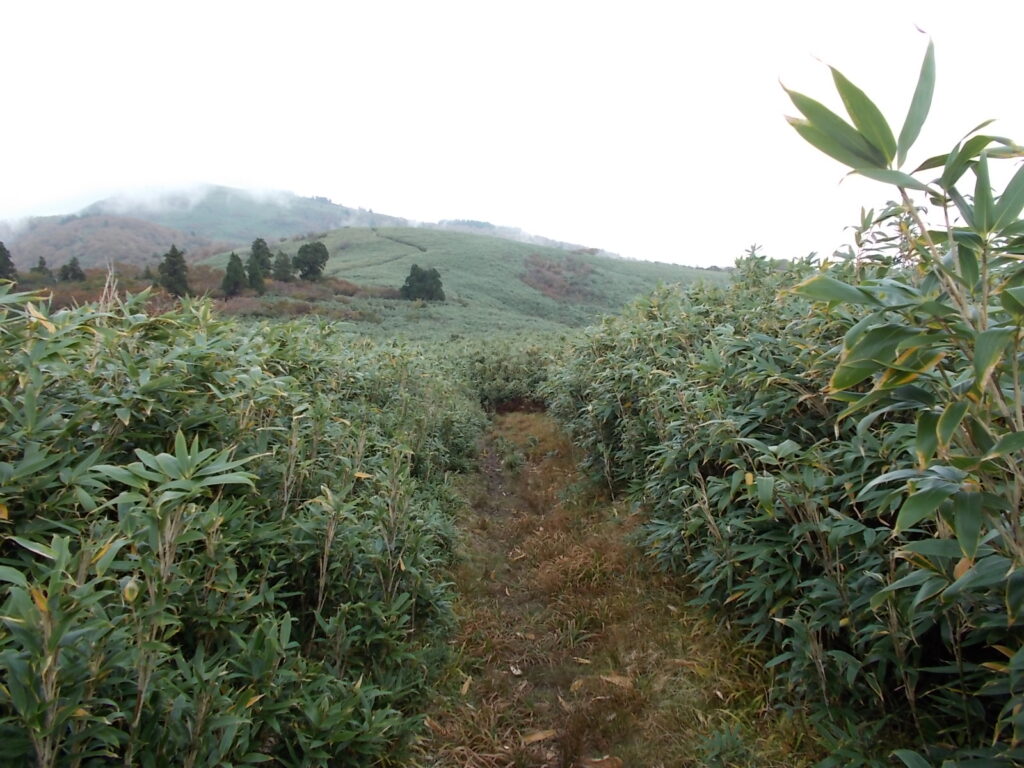12：01　氷ノ山の山頂が見えてきました。呼ばれているようなので、すぐに行くことに。