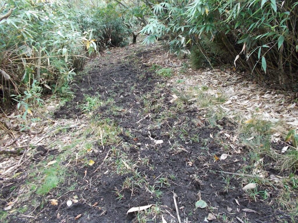 12：13　途中、ところどころ堀返されています。イノシシ？クマ？それとも鹿？