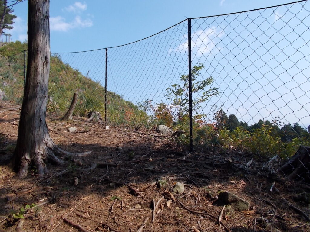 11：06　人工林の中のちょっと急な登りを頑張るとすぐに根とが張ってある見晴らしの良い尾根筋に出ます。ここからは東方面がよく見えます。