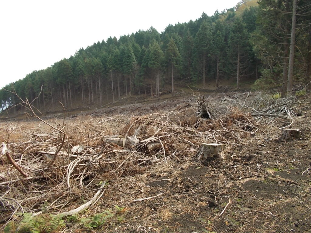 11：30　下りきったところにある伐採地。今、宍粟市では人工林を伐採して、自然林に返すプロジェクトを進めているようです。これもその一環のようです。