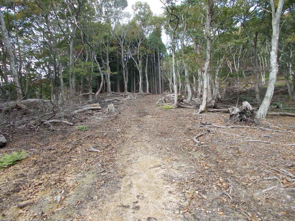 11：31　広い林道を歩きます。しばらく行くと林道の出合いに出ます。
林道沿いにピンクのテープがいっぱい貼ってありますが、それを無視して斜面のテープを頼りに登ってください。林道を歩くとおそらく登山口に戻ってしまいます。