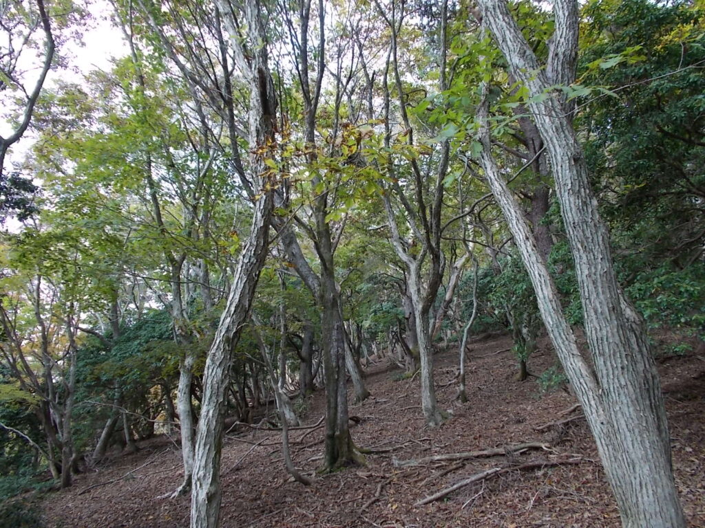 11：40　けっこう続く自然林の斜面。明るくって助かります。
