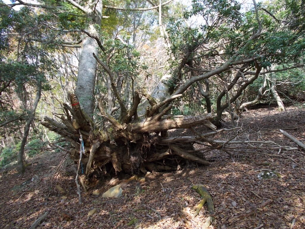 11：45　比較的新しい倒木。かなり大きいです。